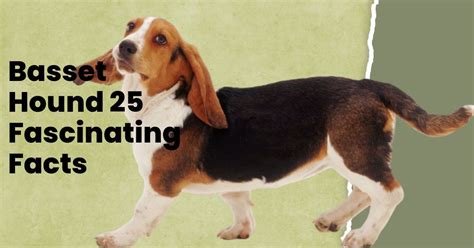 Basset Hound 25 Fascinating Facts You Need To Know Plantypets