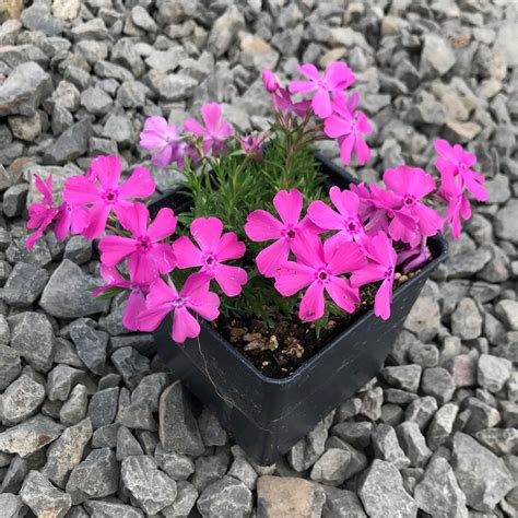 Phlox subulata 'McDaniel's Cushion' - Creeping Phlox (4" Pot) | Little