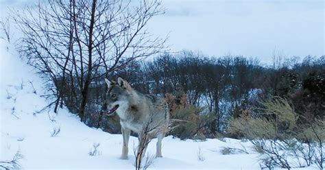 L Info Qui R Veille Neufch Teau Marche Avec Les Loups Samedi Au