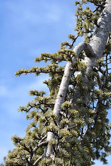 African Cedar Background Images Hd Pictures And Wallpaper For Free