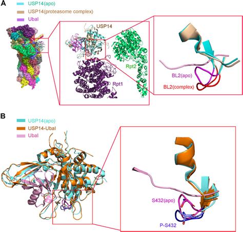 Frontiers Usp14 Structure Function And Target Inhibition