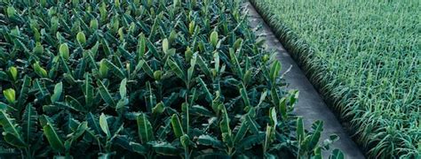 Premium Photo Aerial View Of Banana Trees Growing At Field