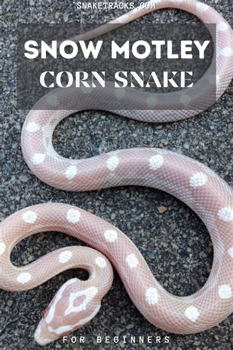 Snow Motley Corn Snake For Beginners Care Guide Corn Snake Snake