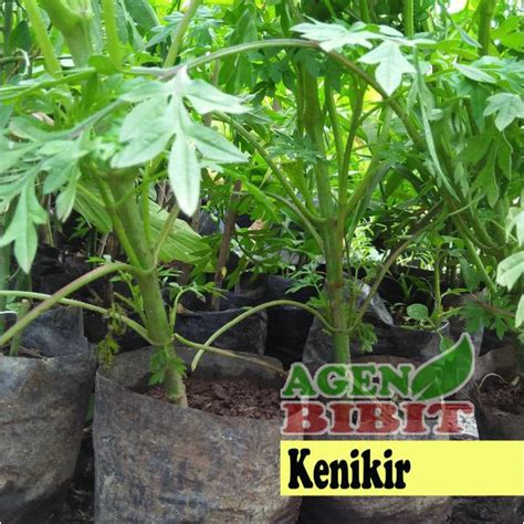 Jual BIBIT TANAMAN DAUN KENIKIR COSMOS CAUDATUS POHON OBAT BAHAN