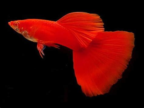 Guppy Albinos Rouge Absolu Discus Rive Sud Poissons Exotiques