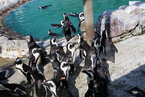 Pioneering project to help save African penguins takes off, bringing