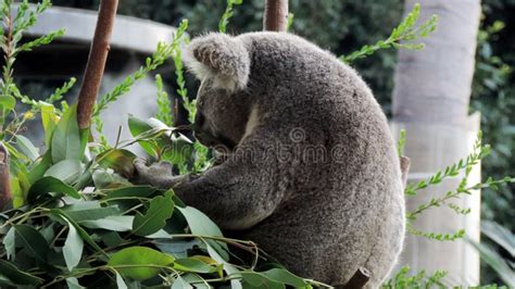 Koala Bear Eating Eucalyptus Leaves Editorial Photo - Image of ...