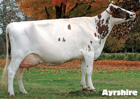 Dairy Cow Breeds Uk at Evangelina Armstrong blog