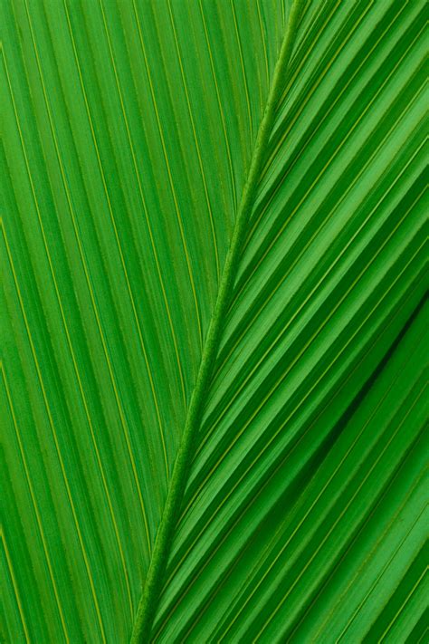 Palm Tree Leaf Free Stock Photo Public Domain Pictures