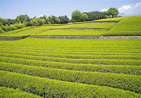 チャノキ（茶の木）の育て方と植物の特徴をわかりやすく解説