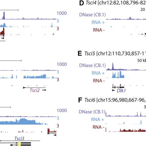 Genomic Environment Surrounding Tsci Cig Transcripts A F Name And