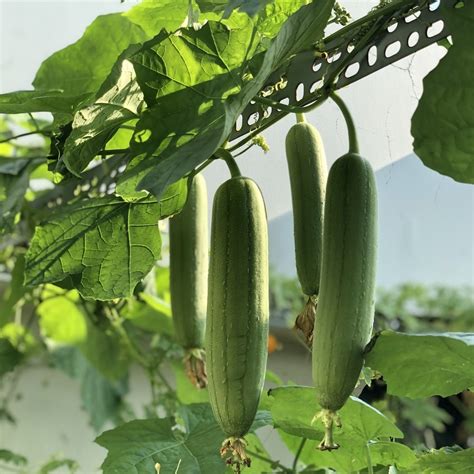 Come Coltivare La Luffa Un Rampicante Con Fiori E Frutti Insoliti