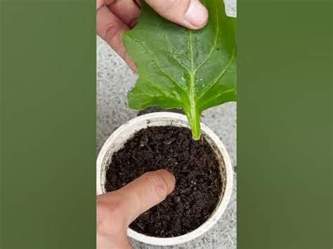 Growing Gerbera Jamesonii Flowers With Leaves Gerbera Jamesonii