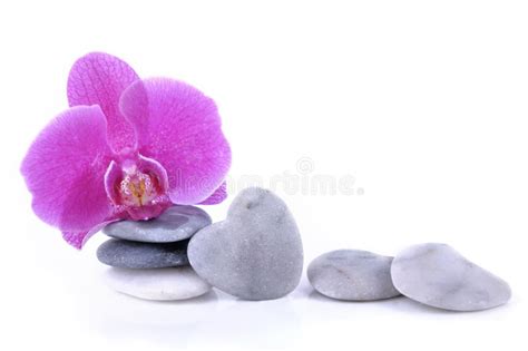 Romantic Orchid And Pebbles Stock Photo Image Of Stone Pebbles