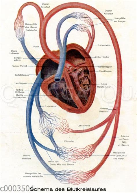 Schema Des Blutkreislaufs Beim Menschen Quagga Illustrations