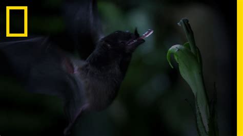 Tube lipped nectar bat - Alchetron, The Free Social Encyclopedia