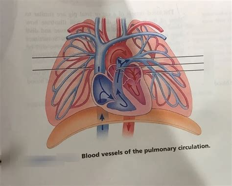 Pulmonary Circulation Diagram Quizlet