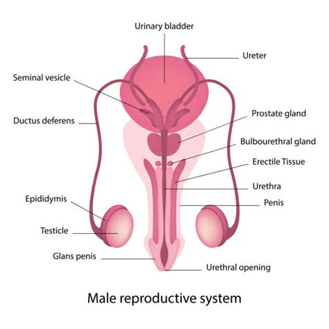 1 100 Testicule Illustrations Stock Illustrations Graphiques