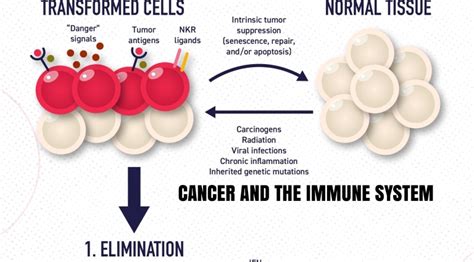 Infographics: “Cancer And The Immune System” | Boomers Daily