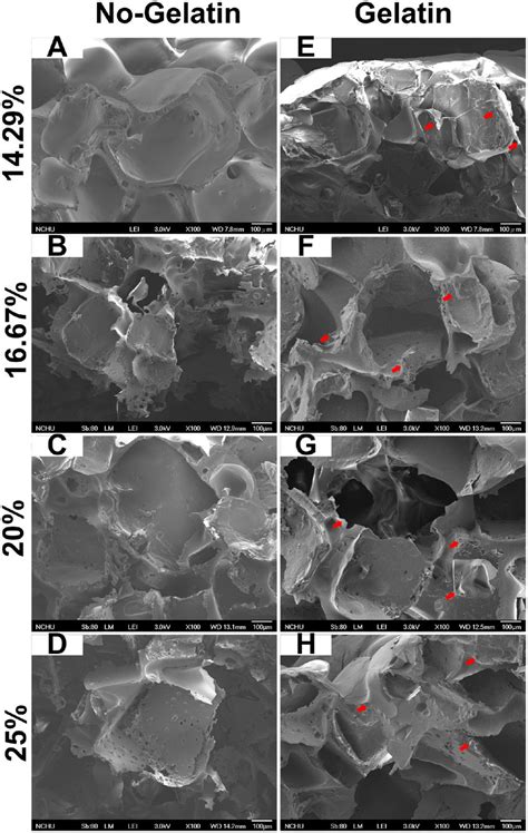 Sem Images Of Ng Plga Scaffolds The Concentration Of Plga In The