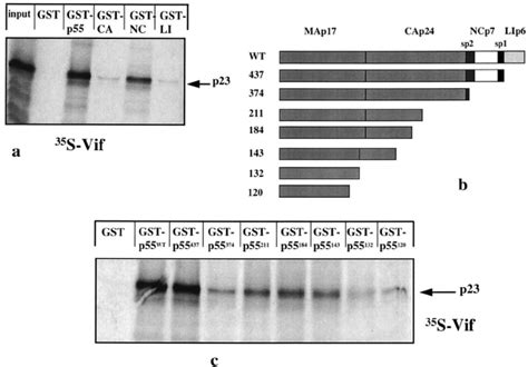 Mapping Of The Gag Regions Involved In The Gag Vif Interaction A