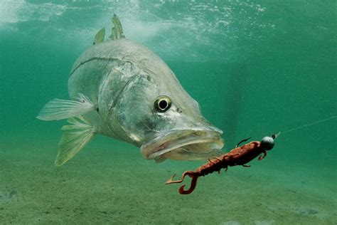 Tarpon Pictures Largest Tarpon Ever Caught Sport Fishing Mag