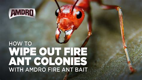 Kill Fire Ants With Amdro Fire Ant Bait Youtube