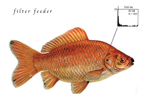 filter feeder alex davies