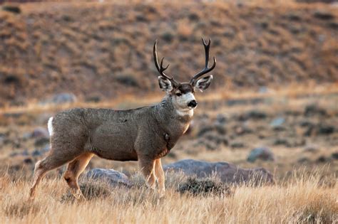 Beautiful Buck | Whisky Mtn Range, WY | Joseph C. Filer Photography