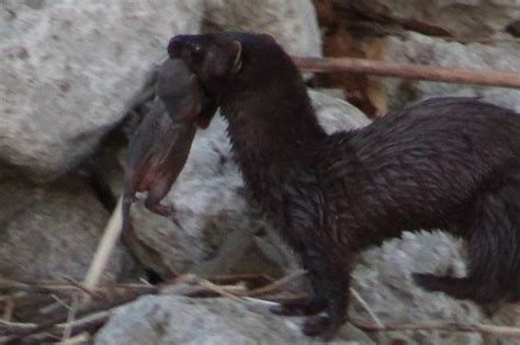 Mink Kits Hiking The Gta