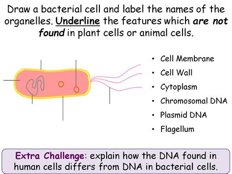 Unicellular Diagram