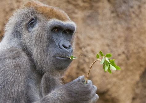 Gorilla eating leaves stock image. Image of lowland, captive - 7256919