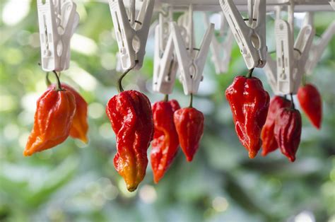 The 22 Hottest Peppers In The World