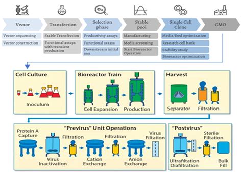 Dynamics In Biopharmaceutical Cdmo Ae Research