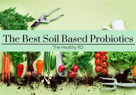 Why Soil Based Probiotics Are Best For Sibo Amy Myers Md Off