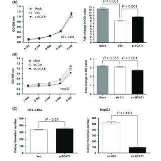 Effects Of BCAT1 On Hepatocellular Carcinoma HCC Cell Growth A