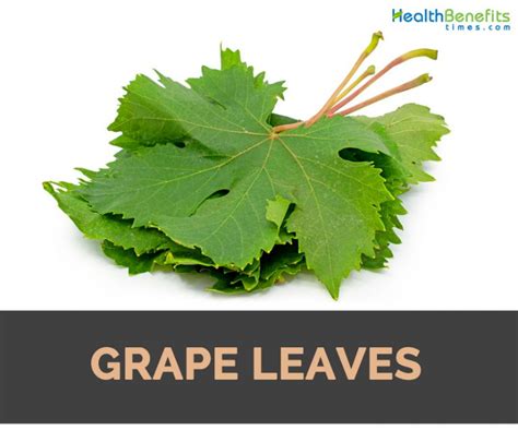 Grape Leaves Facts, Health Benefits and Nutritional Value