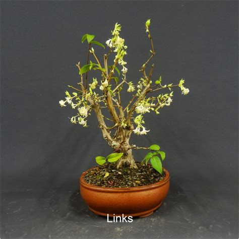 Bonsai Winterheckenkirsche Lonicera Purpusii