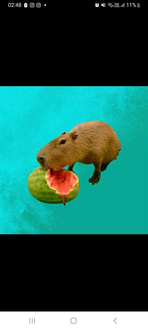 Capybara swimming : r/badphotoshop