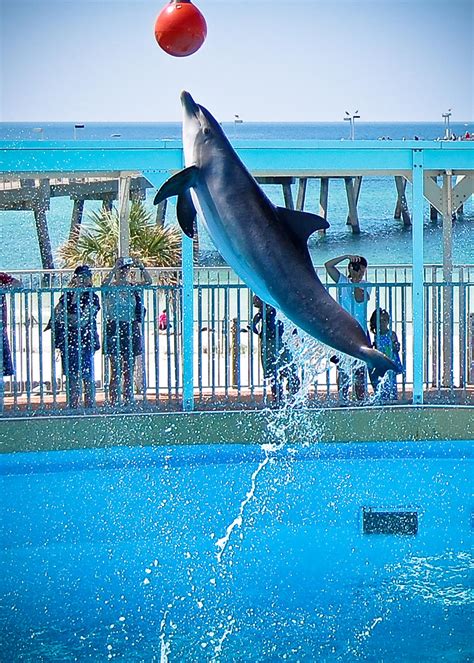 Dolphin Jumping Out Of Water By Ladycarolineartist On Deviantart