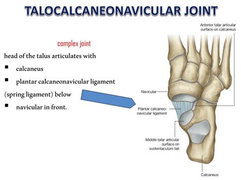 Ppt Joints Of The Lower Limb Powerpoint Presentation Free Download