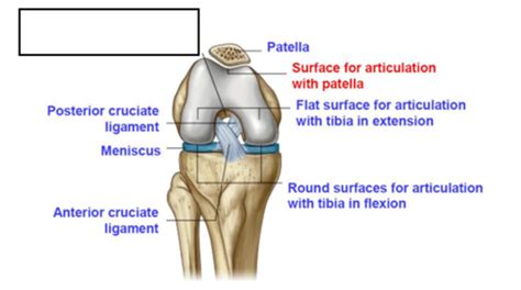 Knee Joint Tibiofibular Joints Flashcards Quizlet