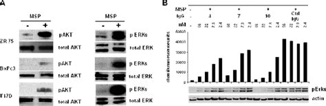 RON IgGs Block MSP Activated Signaling A Cell Lysates Of ZR75 T47D