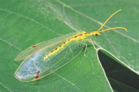 Lacewings And Antlions Order Neuroptera The Australian Museum