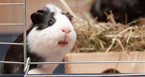 Wat Heb Je Allemaal Nodig Voor Het Houden Van Cavia S Pets Place