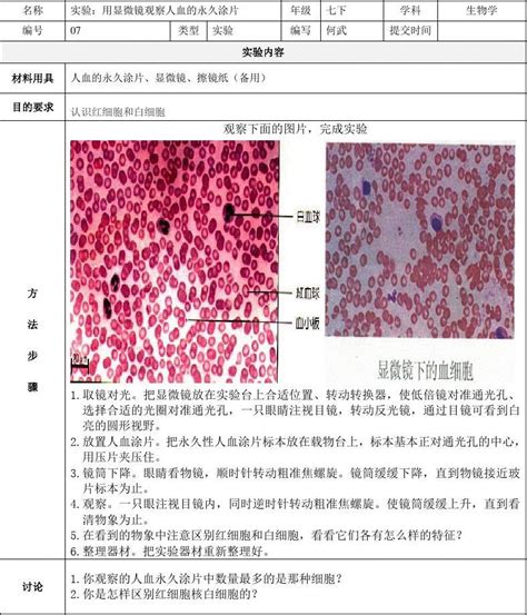 实验：用显微镜观察人血的永久涂片实验报告单 何武word文档在线阅读与下载文档网