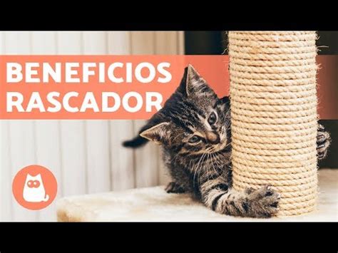 Gu A Completa Para Elegir El Mejor Rbol Rascador De Gatos Descubre