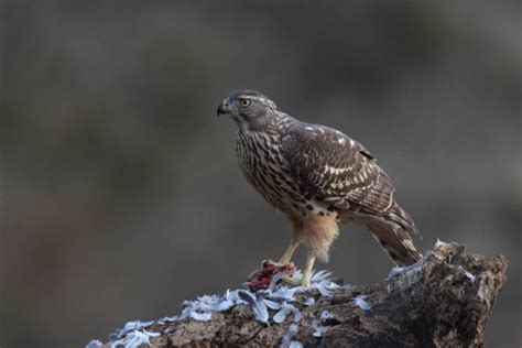 Hunting eurasian goshawk — Stock Photo © paolo-manzi #161319004