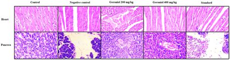 Assessment Of Geraniol Effect On Histopathological Changes In Heart