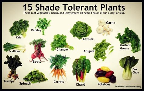 Shade Tolerant Vegetables | Portland Monthly